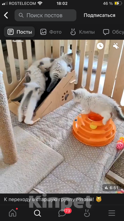 Кошки в Хабаровске: Ragdoll Девочка, 37 000 руб. - фото 3