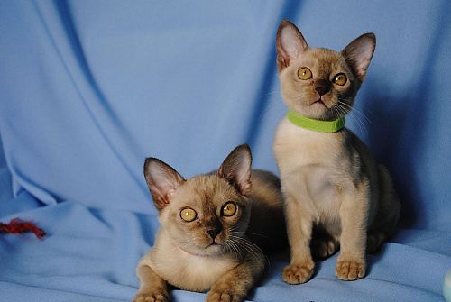 Бурманские котята