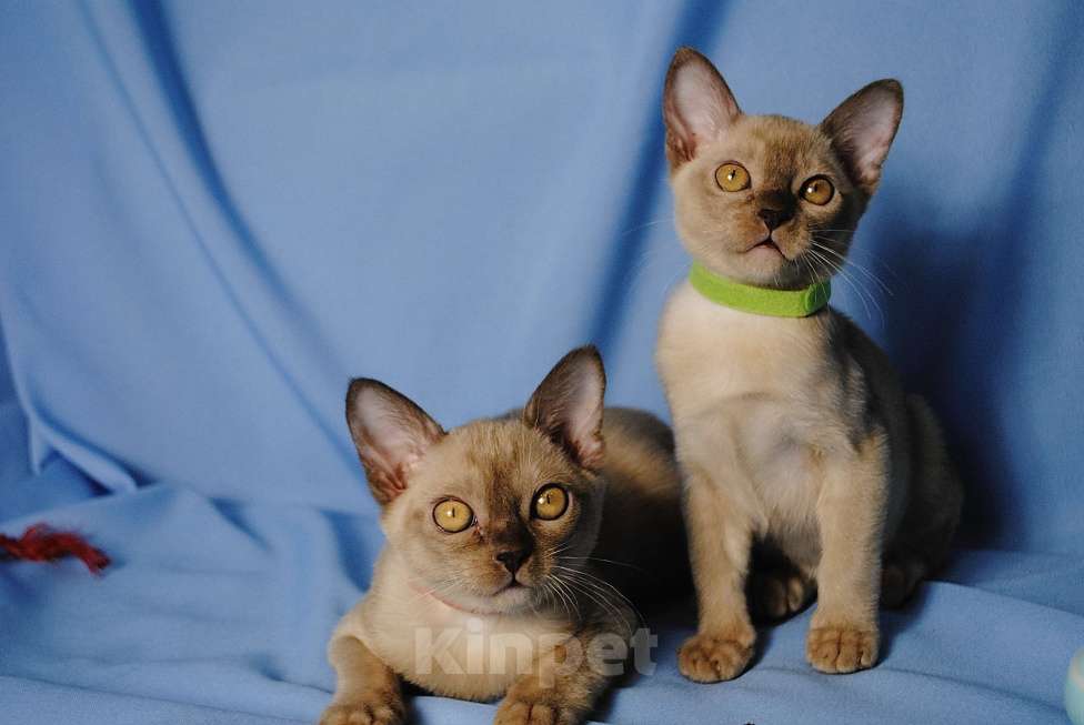 Кошки в Москве: Бурманские котята Девочка, 50 000 руб. - фото 7