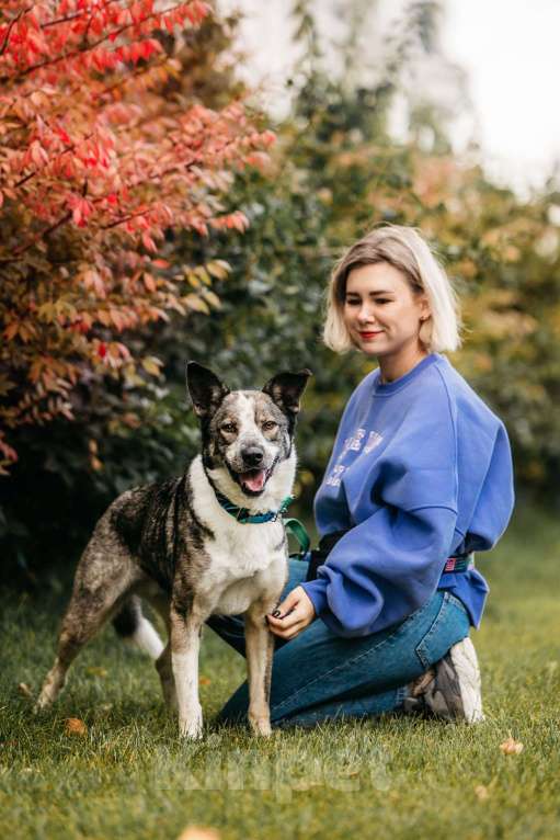 Собаки в Москве: Зажигательный Джаз ищет дом Мальчик, Бесплатно - фото 6