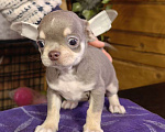 Собаки в Москве: Чихуахуа. Мальчик лилово-подпалый Мальчик, 40 000 руб. - фото 1