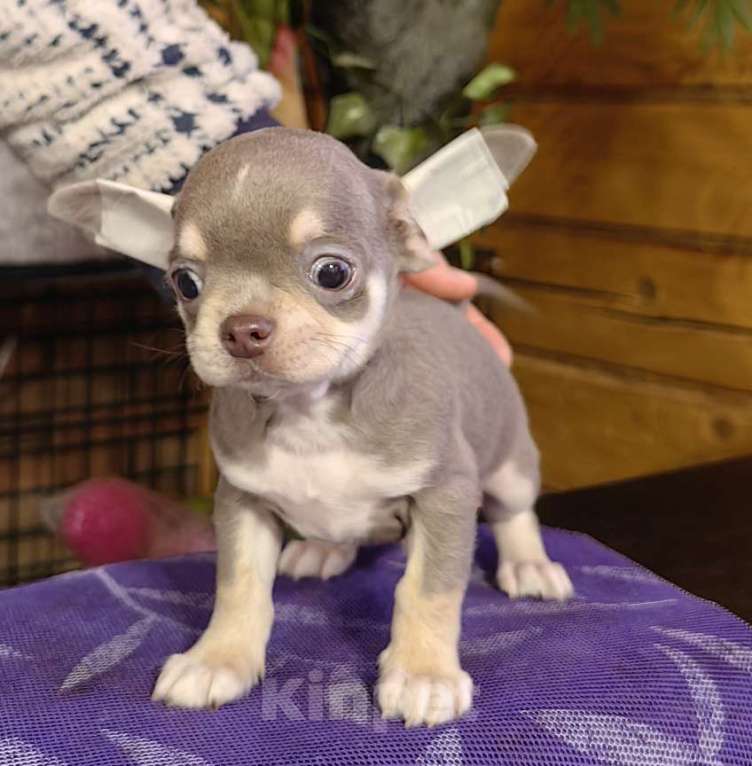 Собаки в Москве: Чихуахуа. Мальчик лилово-подпалый Мальчик, 40 000 руб. - фото 1