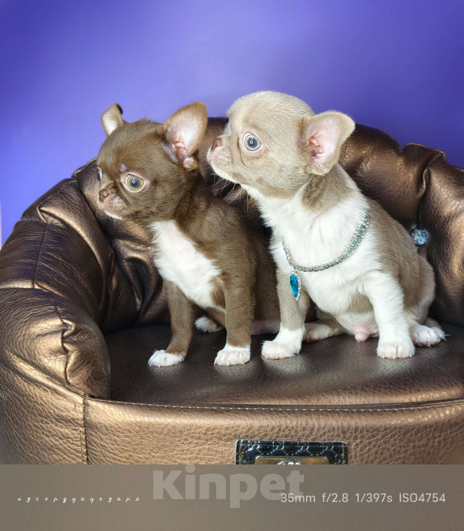 Собаки в Москве: Лиловые чудо мальчик чихуахуа  Мальчик, Бесплатно - фото 5