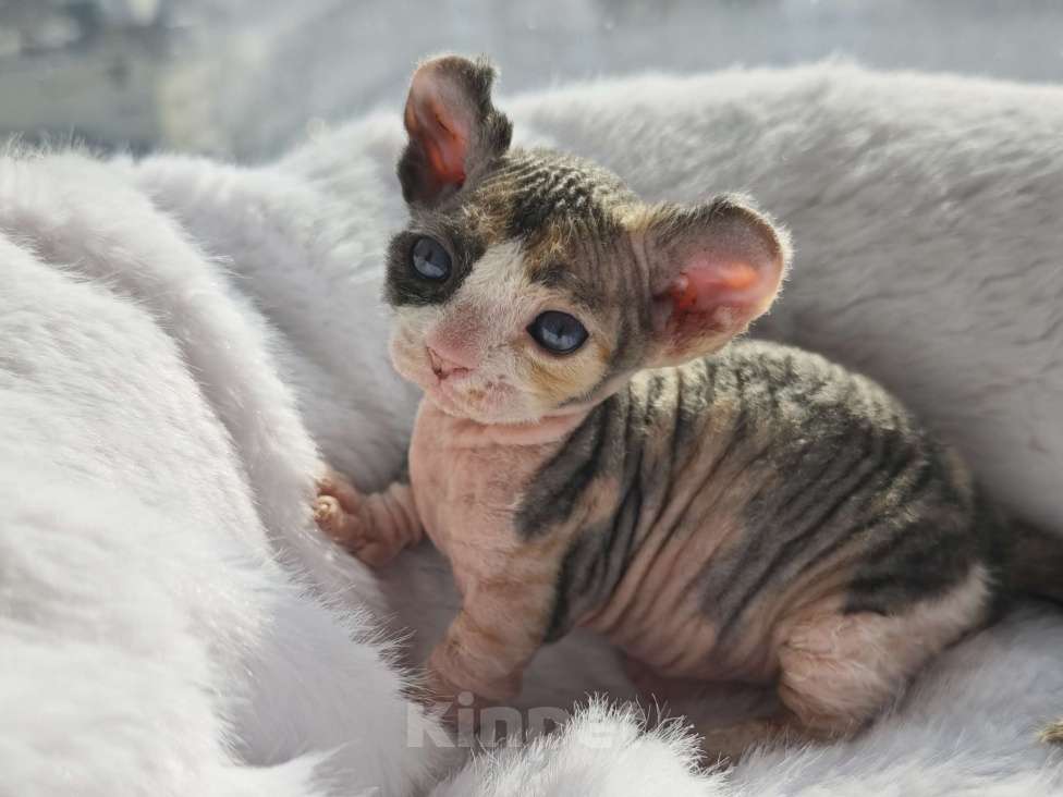 Кошки в Екатеринбурге: Девочка двэльф канадский сфинкс котенок Мальчик, 70 000 руб. - фото 2