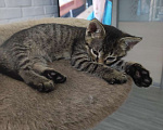 Кошки в Королеве: Котёнок в добрые руки Мальчик, Бесплатно - фото 5