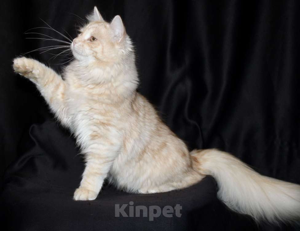 Кошки в Тюмени: Сибирский котёнок Мальчик, 35 000 руб. - фото 7