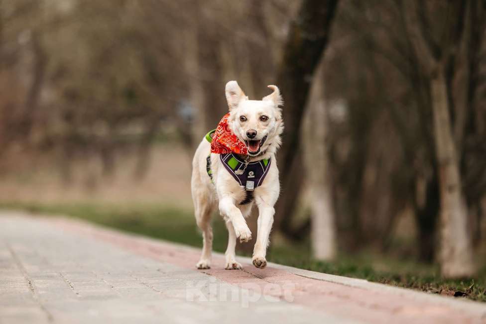 Собаки в Москве: Миниатюрная белая собачка Асти в дар Девочка, 1 руб. - фото 3