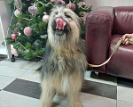 Собаки в Москве: Тимофеич ждет семью  Мальчик, Бесплатно - фото 4