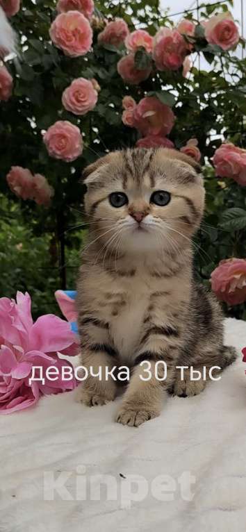 Кошки в Краснодаре: Котята Шотландская золотая шиншилла Девочка, 15 000 руб. - фото 3