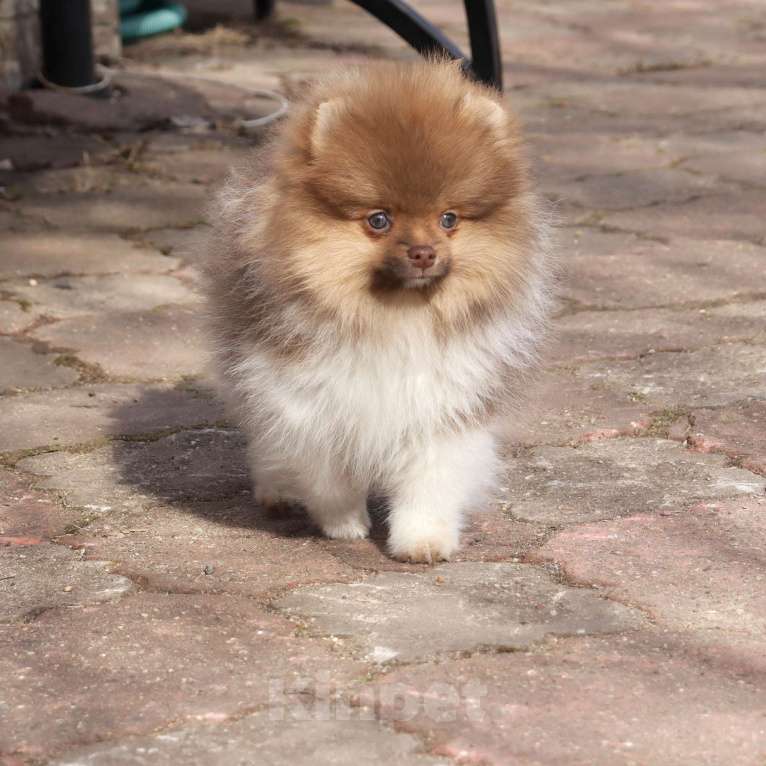 Собаки в Москве: Супер мальчик- Огонёк Мальчик, 55 000 руб. - фото 1