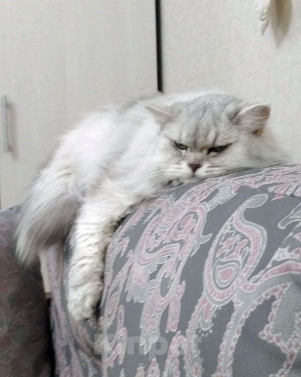 Кошки в Ростове-на-Дону: Ася ищет дом, в котором её снова будут любить Девочка, Бесплатно - фото 7