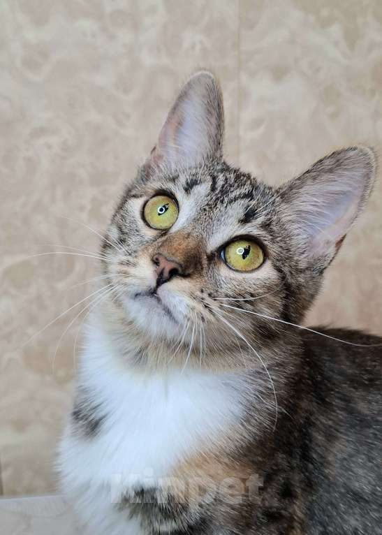 Кошки в Москве: Трехцветная кошечка-подросток в добрые руки  Девочка, Бесплатно - фото 1