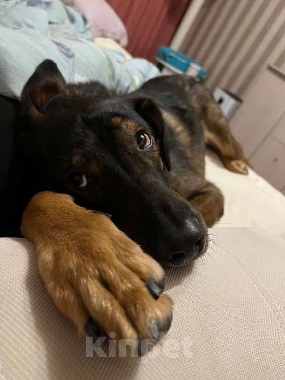 Собаки в Москве: Гермес. Собака для частного дома Мальчик, Бесплатно - фото 5