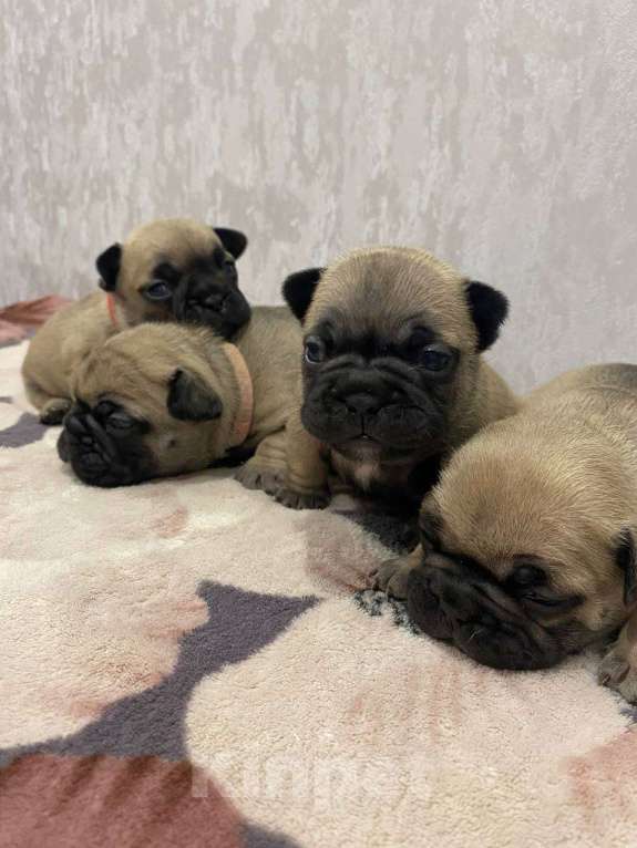 Собаки в Москве: Продаются щенки Французского Бульдога Разнополые, 38 000 руб. - фото 1