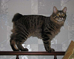 Кошки в Хасавюрте: Бобтейл кот, 3 000 руб. - фото 2