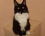 Кошки в Оленегорске: Мейн кун котик, 18 000 руб. - фото 1