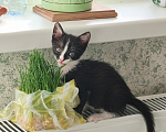 Кошки в Санкт-Петербурге: Котенок в добрые руки Девочка, Бесплатно - фото 3