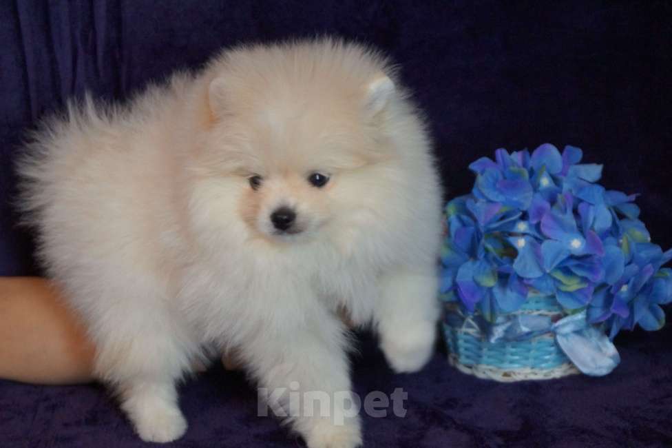 Собаки в Москве: Мини мальчик Мальчик, 35 000 руб. - фото 6