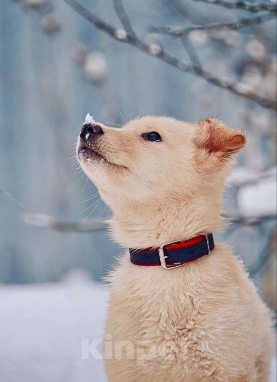 Собаки в Наро-Фоминске: Герцог якутенок команды ппбж Якутска Мальчик, Бесплатно - фото 3