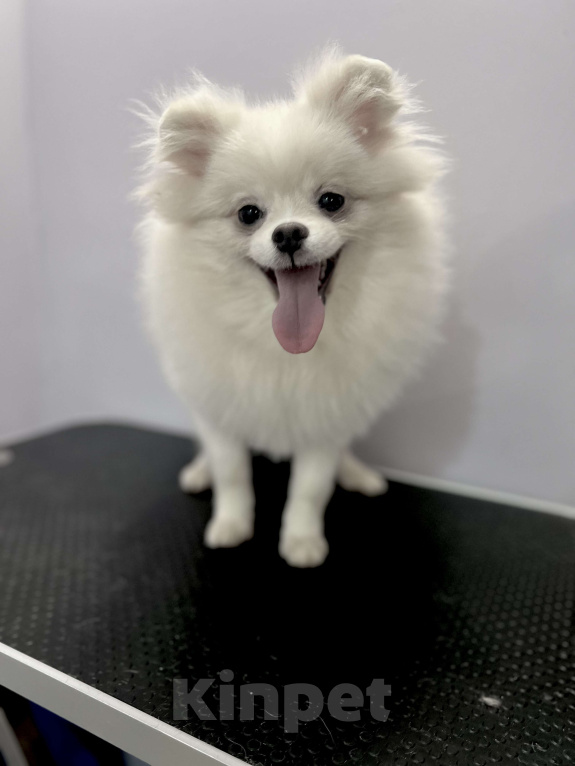 Собаки в Воронеже: РОММИ ШНАЙДЕР Девочка, 30 000 руб. - фото 3