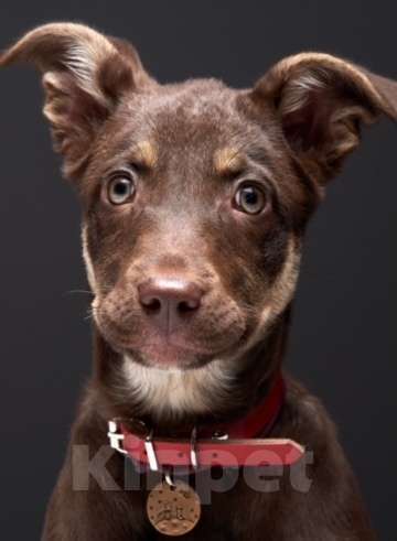 Собаки в Москве: Метис шоколадного лабрадора щенок Айза в дар Девочка, Бесплатно - фото 1