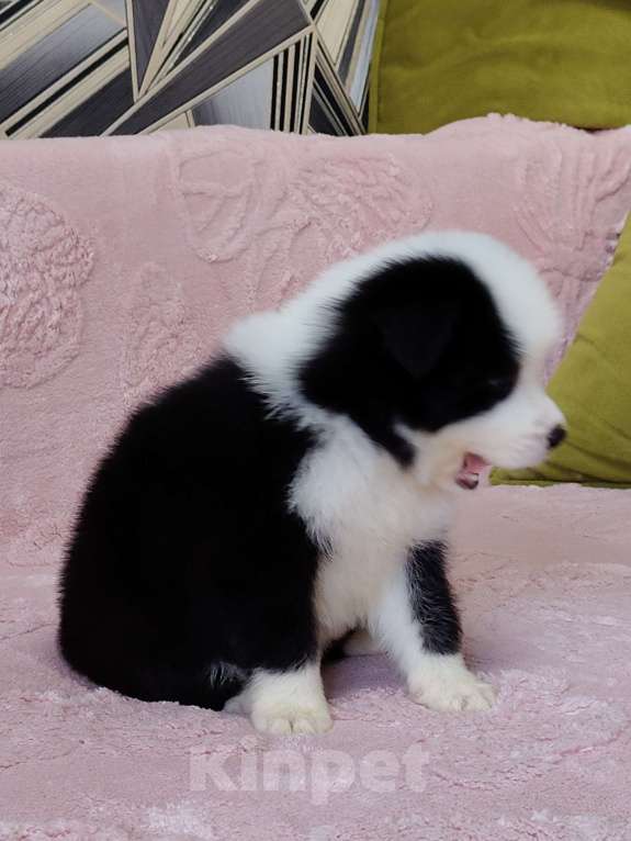 Собаки в других городах Приморского края: Бордер колли, документы РКФ Девочка, 100 000 руб. - фото 5