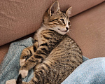 Кошки в Краснодаре: Ищем хозяев Девочка, Бесплатно - фото 3
