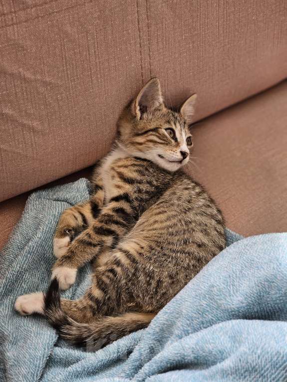 Кошки в Краснодаре: Ищем хозяев Девочка, Бесплатно - фото 3