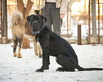 Собаки в Москве: Кира в добрые руки Девочка, Бесплатно - фото 2