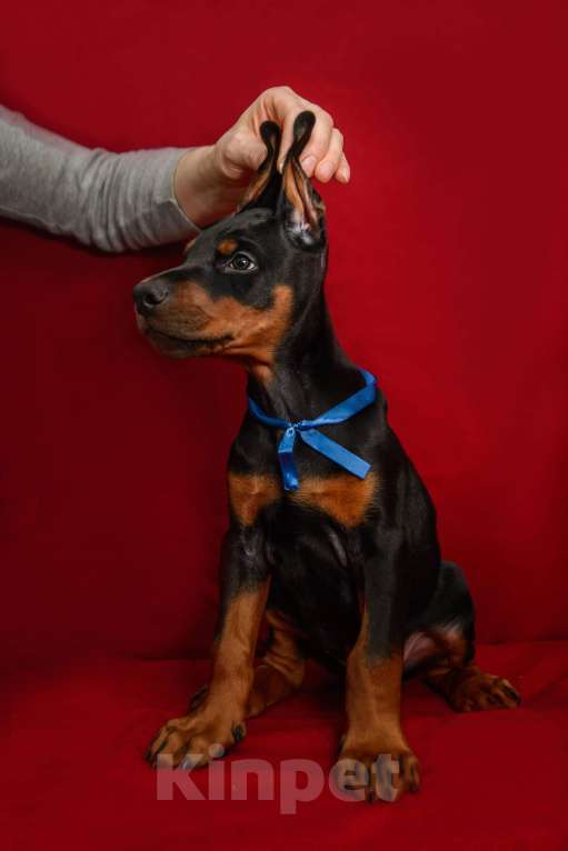 Собаки в Москве: Щенки добермана Мальчик, 100 000 руб. - фото 6