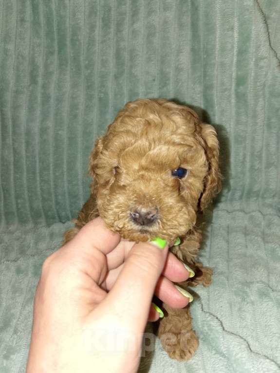 Собаки в Череповце: Щенки Той-пуделя Девочка, 70 000 руб. - фото 4