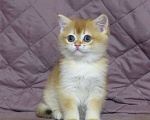 Кошки в Москве: шотландская  золотая шиншилла - мальчик Мальчик, Бесплатно - фото 3
