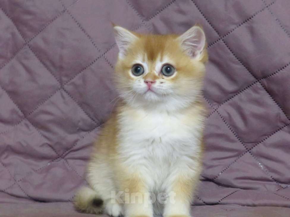 Кошки в Москве: шотландская  золотая шиншилла - мальчик Мальчик, Бесплатно - фото 3
