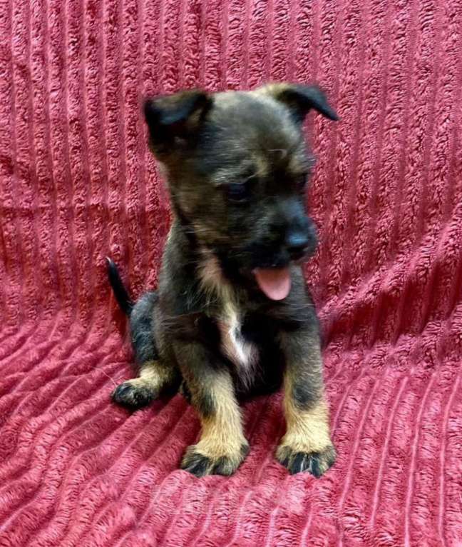 Собаки в Ростове-на-Дону: Малышка Дейзи ждет своих родителей Девочка, Бесплатно - фото 3