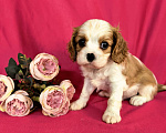 Собаки в Москве: Мальчик Кавалер Кинг Чарльз Спаниель Мальчик, 90 000 руб. - фото 9