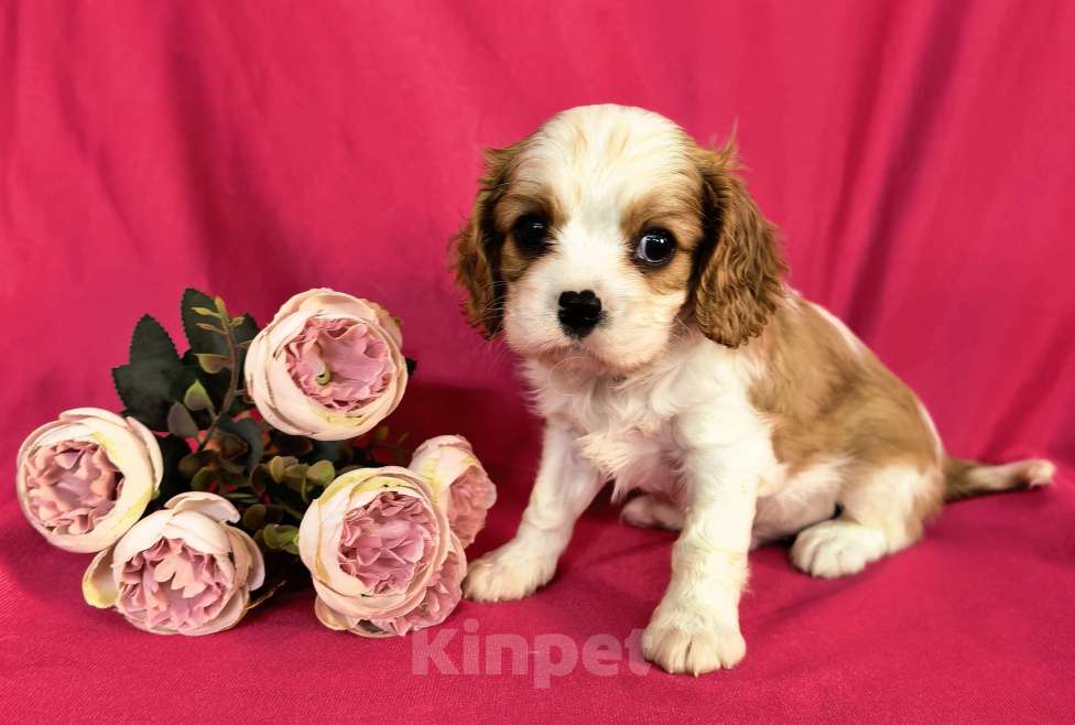 Собаки в Москве: Мальчик Кавалер Кинг Чарльз Спаниель Мальчик, 90 000 руб. - фото 9