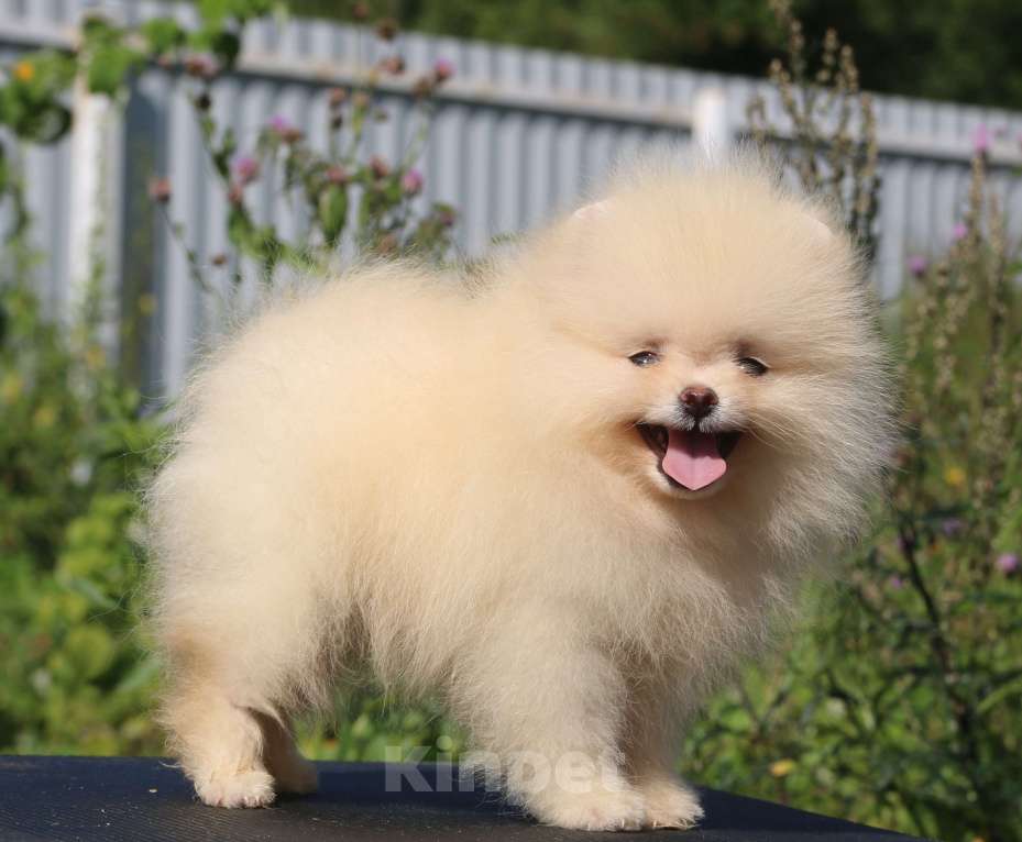 Собаки в Москве: померанский шпиц  Мальчик, 50 000 руб. - фото 7