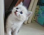 Кошки в Дмитрове: Котята невские  Мальчик, Бесплатно - фото 3