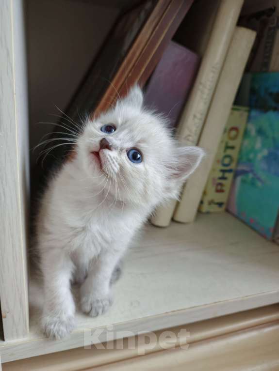 Кошки в Дмитрове: Котята невские  Мальчик, Бесплатно - фото 3