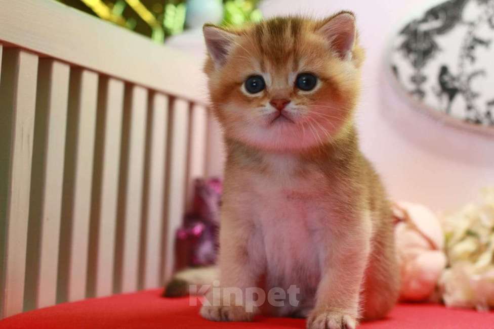 Кошки в Москве: Золотая красотка  Девочка, 30 000 руб. - фото 7