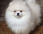 Собаки в Москве: Померанский шпиц кремового окраса Мальчик, 40 000 руб. - фото 1
