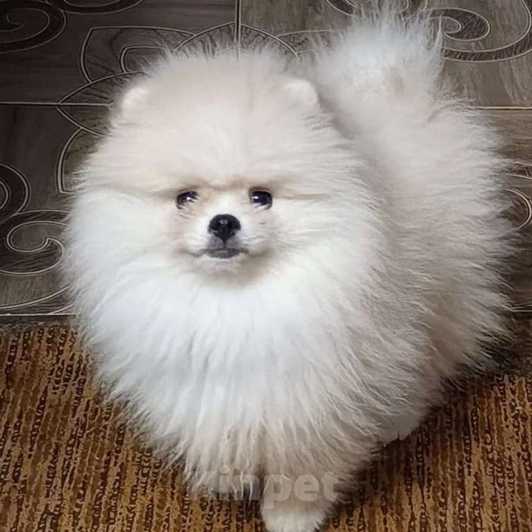 Собаки в Москве: Померанский шпиц кремового окраса Мальчик, 40 000 руб. - фото 1