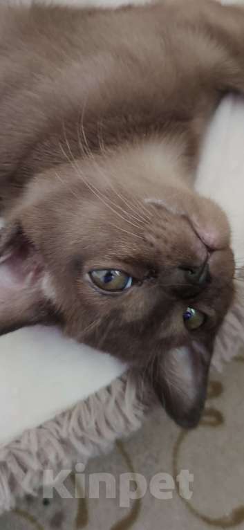 Кошки в Сланце: Котята европейской бурмы Девочка, 29 000 руб. - фото 4