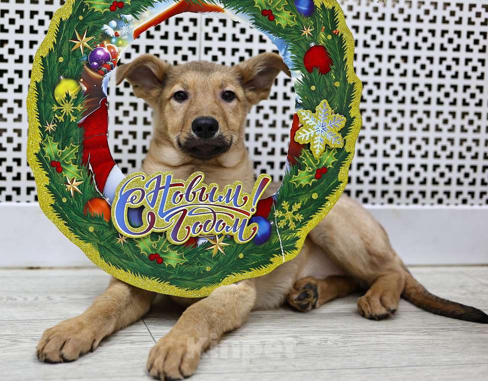 Собаки в Москве: Щенки бесплатно в Москве Девочка, Бесплатно - фото 10