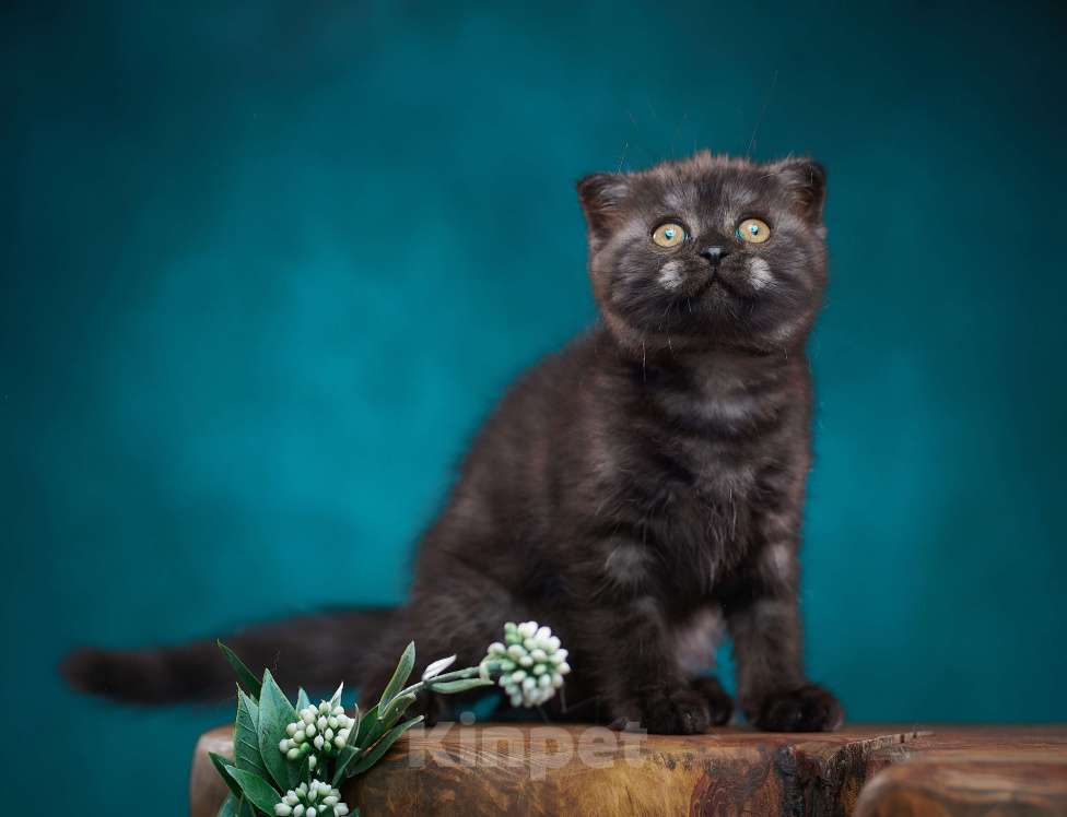 Кошки в Барнауле: Кошечка - фолд Тамара🖤 Девочка, Бесплатно - фото 3