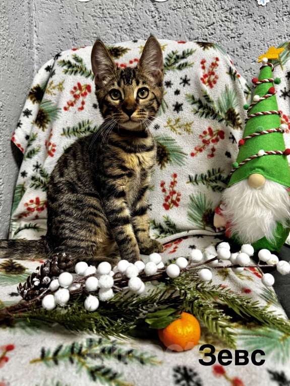 Кошки в Челябинске: Бурмадион котенок Мальчик, 25 000 руб. - фото 1