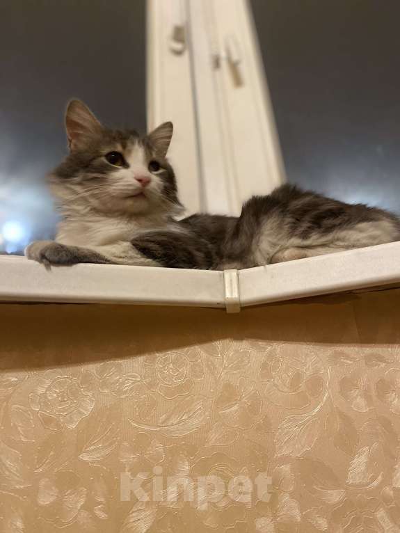 Кошки в Москве: Зефир Мальчик, Бесплатно - фото 9