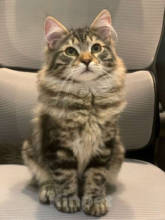 Кошки в Перми: Сибирский котик Мальчик, 45 000 руб. - фото 7