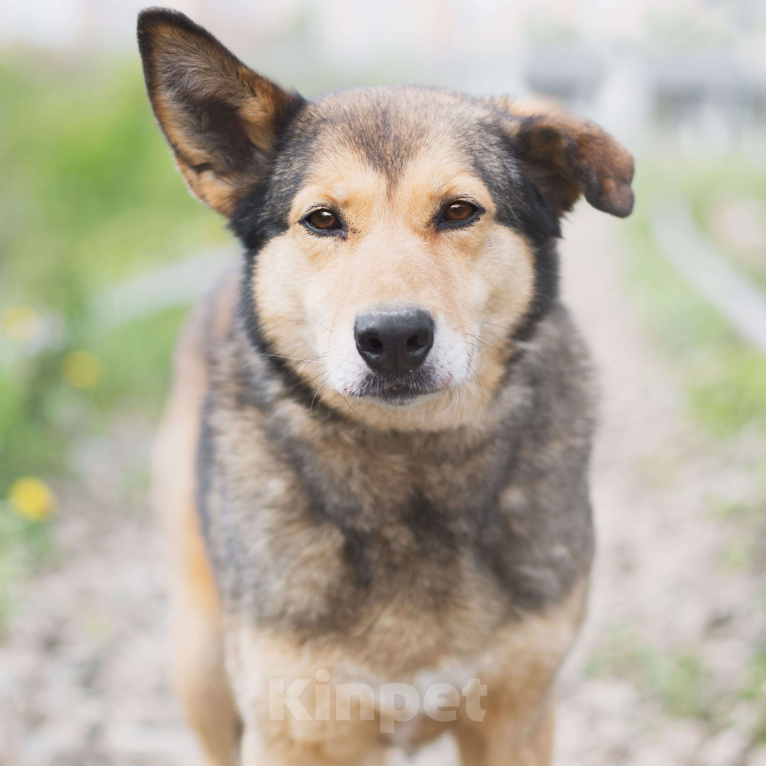Собаки в Москве: Харли Девочка, Бесплатно - фото 2