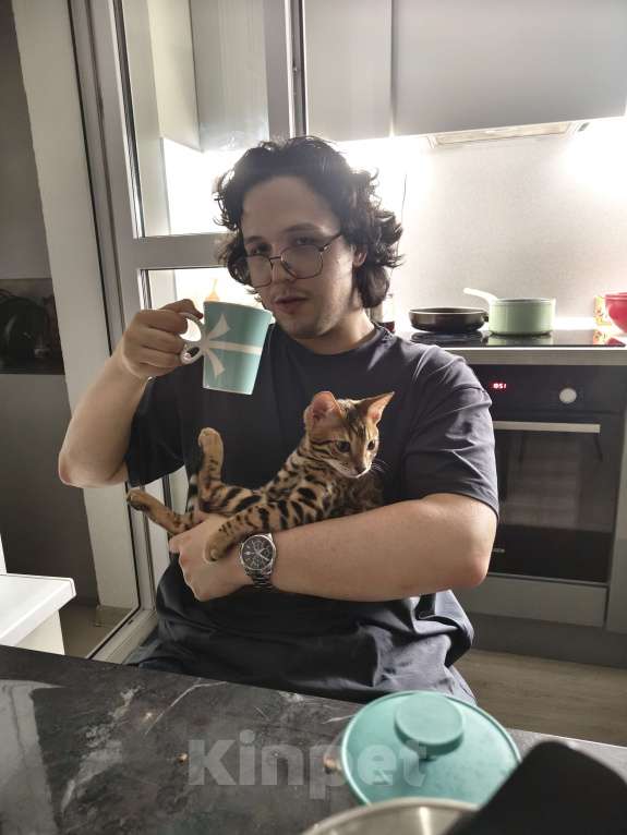 Кошки в Москве: Бенгальский котёнок 3 мес Мальчик, 35 000 руб. - фото 4